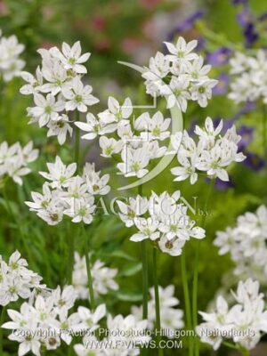 botanic stock photo Allium