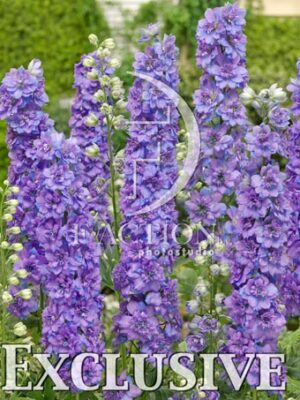 botanic stock photo Delphinium