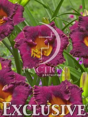 botanic stock photo Hemerocallis