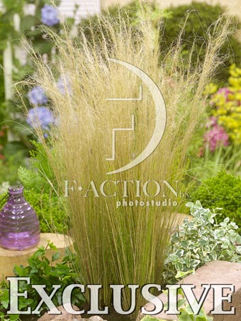 botanic stock photo Stipa