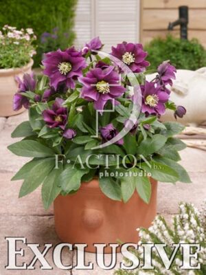 botanic stock photo Helleborus