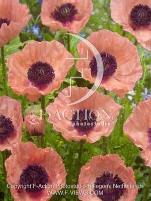 botanic stock photo Papaver