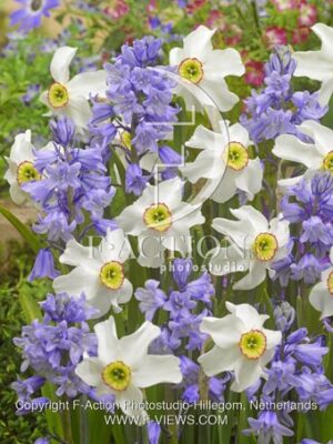 botanic stock photo Hyacinthoides