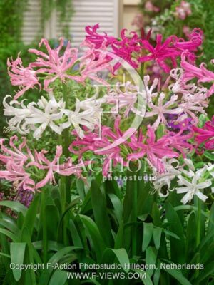 botanic stock photo Nerine