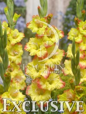 botanic stock photo Gladiolus