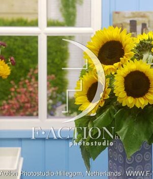 botanic stock photo Helianthus
