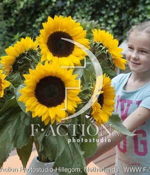 botanic stock photo Helianthus