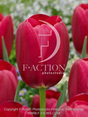 botanic stock photo Tulipa
