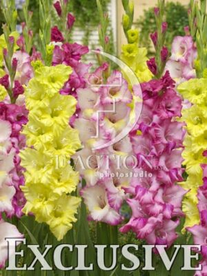 botanic stock photo Gladiolus