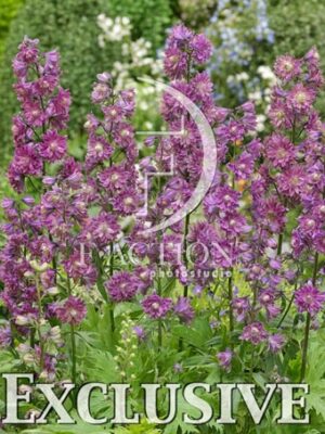 botanic stock photo Delphinium
