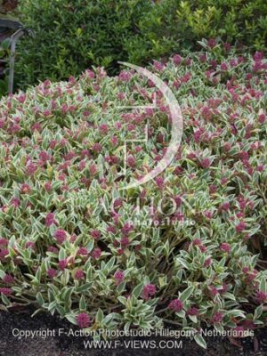 botanic stock photo Skimmia