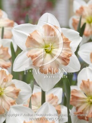 botanic stock photo Narcissus