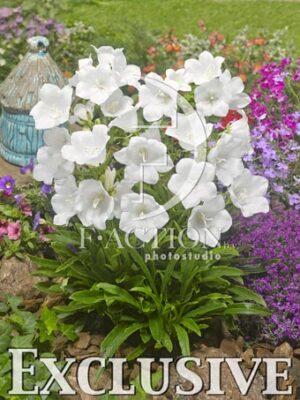botanic stock photo Campanula