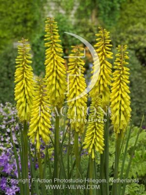 botanic stock photo Kniphofia