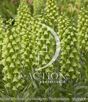 botanic stock photo Fritillaria