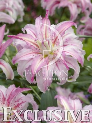 botanic stock photo Lilium