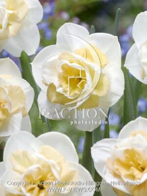 botanic stock photo Narcissus