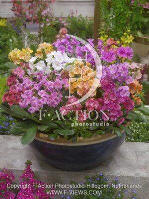 botanic stock photo Lewisia