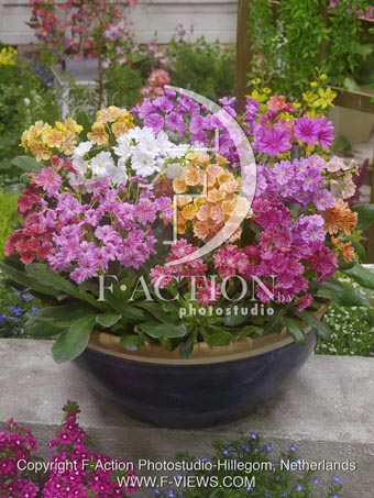 botanic stock photo Lewisia