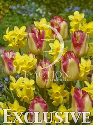 botanic stock photo Tulipa