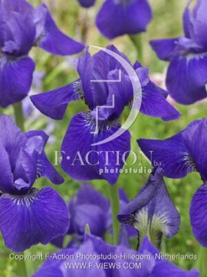 botanic stock photo Iris