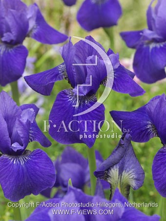 botanic stock photo Iris