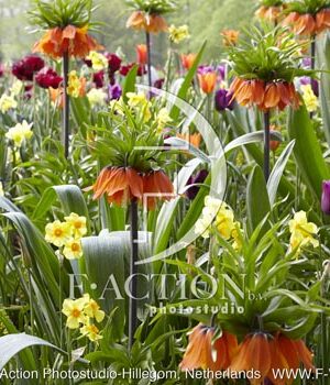 botanic stock photo Spring flowers