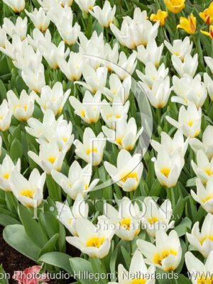 botanic stock photo Tulipa
