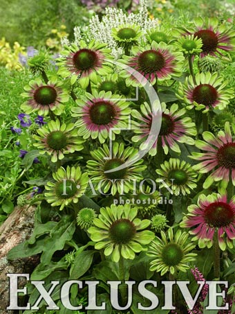 botanic stock photo Echinacea