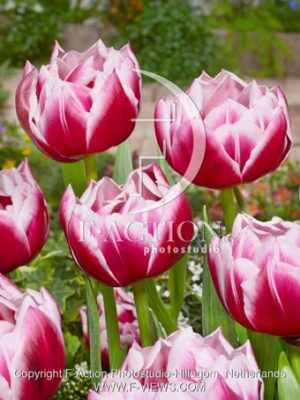 botanic stock photo Tulipa