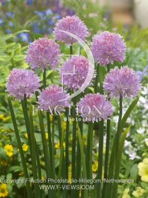 botanic stock photo Allium