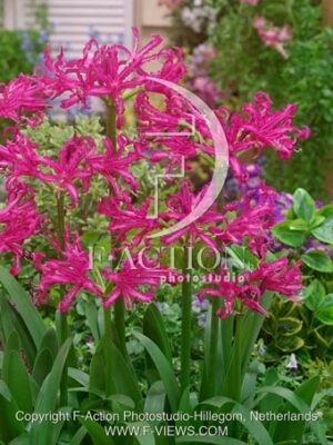 botanic stock photo Nerine