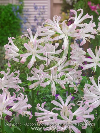 botanic stock photo Nerine
