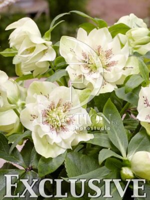 botanic stock photo Helleborus
