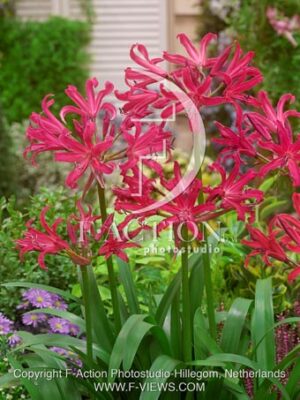 botanic stock photo Nerine