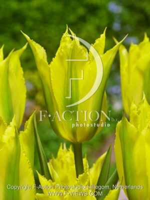 botanic stock photo Tulipa