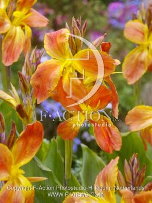 botanic stock photo Canna