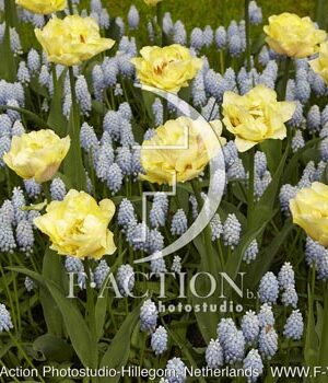 botanic stock photo Spring flowers
