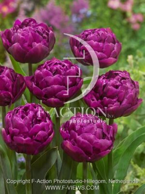 botanic stock photo Tulipa