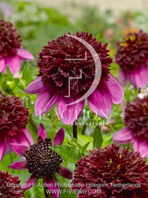 botanic stock photo Dahlia