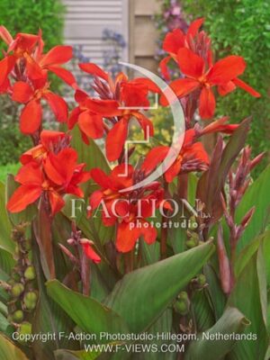 botanic stock photo Canna