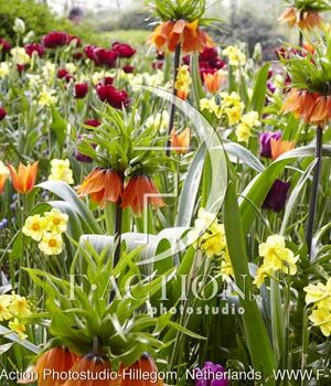 botanic stock photo Spring flowers