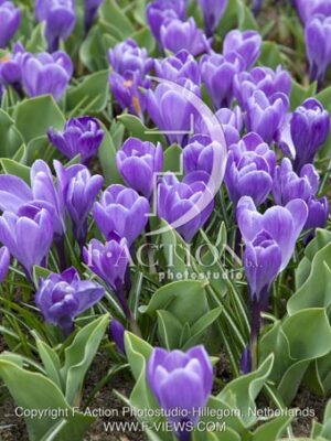 botanic stock photo Crocus