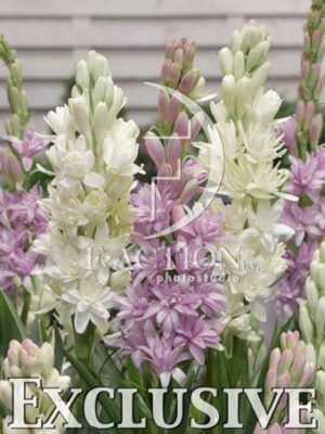 botanic stock photo Polianthes