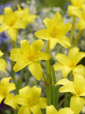 botanic stock photo Chlidanthus