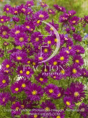 botanic stock photo Aster
