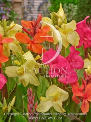 botanic stock photo Canna
