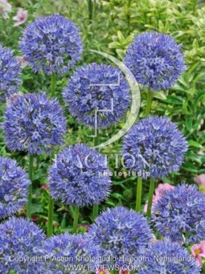botanic stock photo Allium