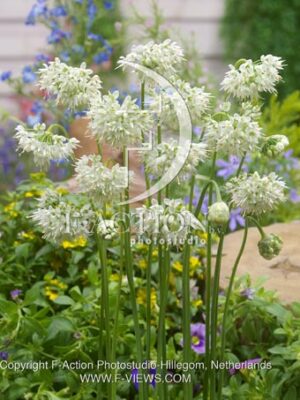 botanic stock photo Allium