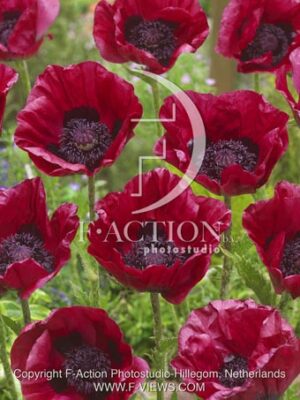 botanic stock photo Papaver